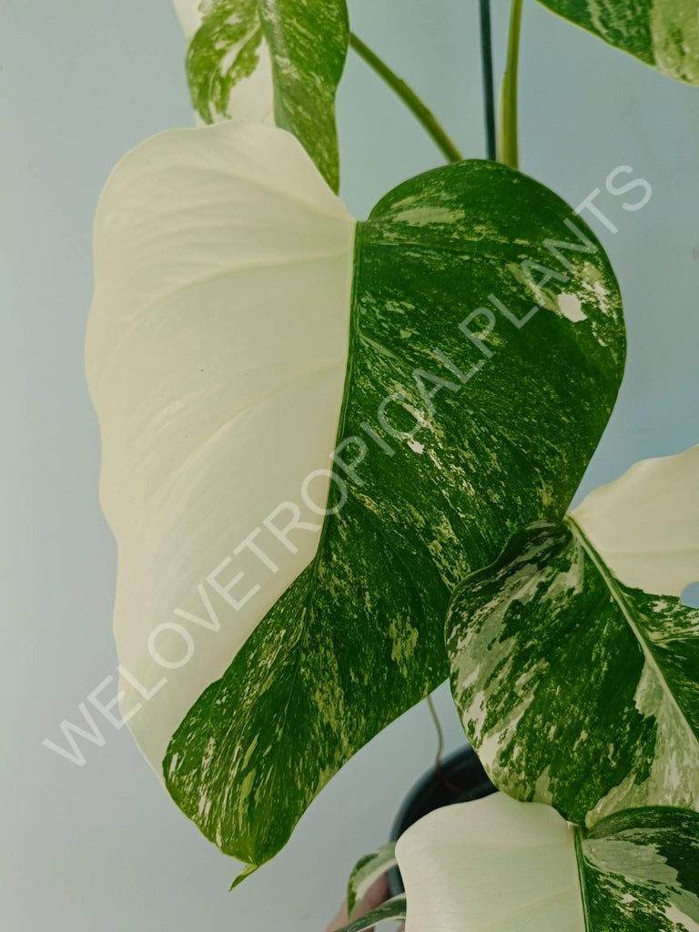 Monstera variegata albo