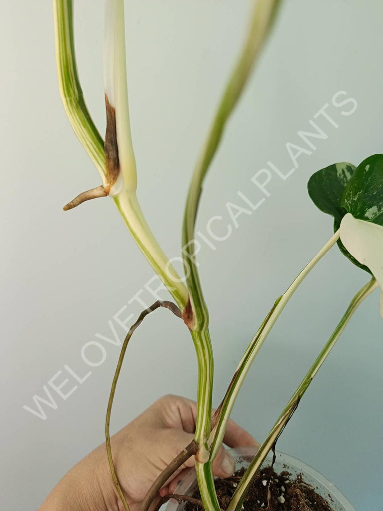 Monstera variegata albo