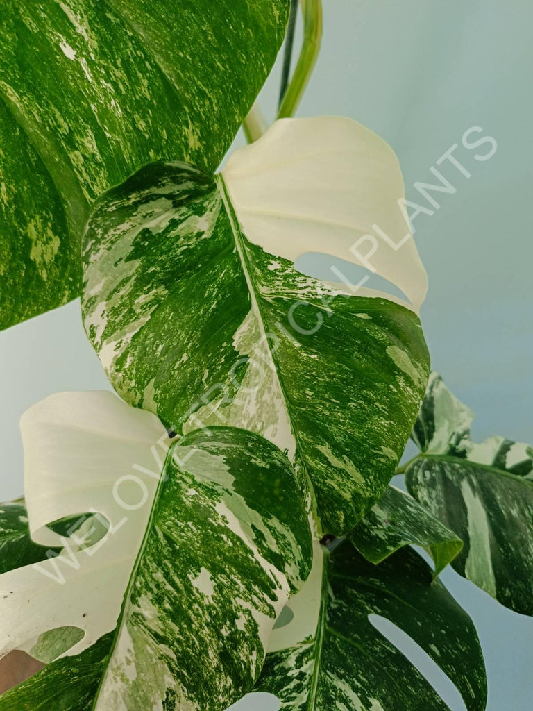 Monstera variegata albo