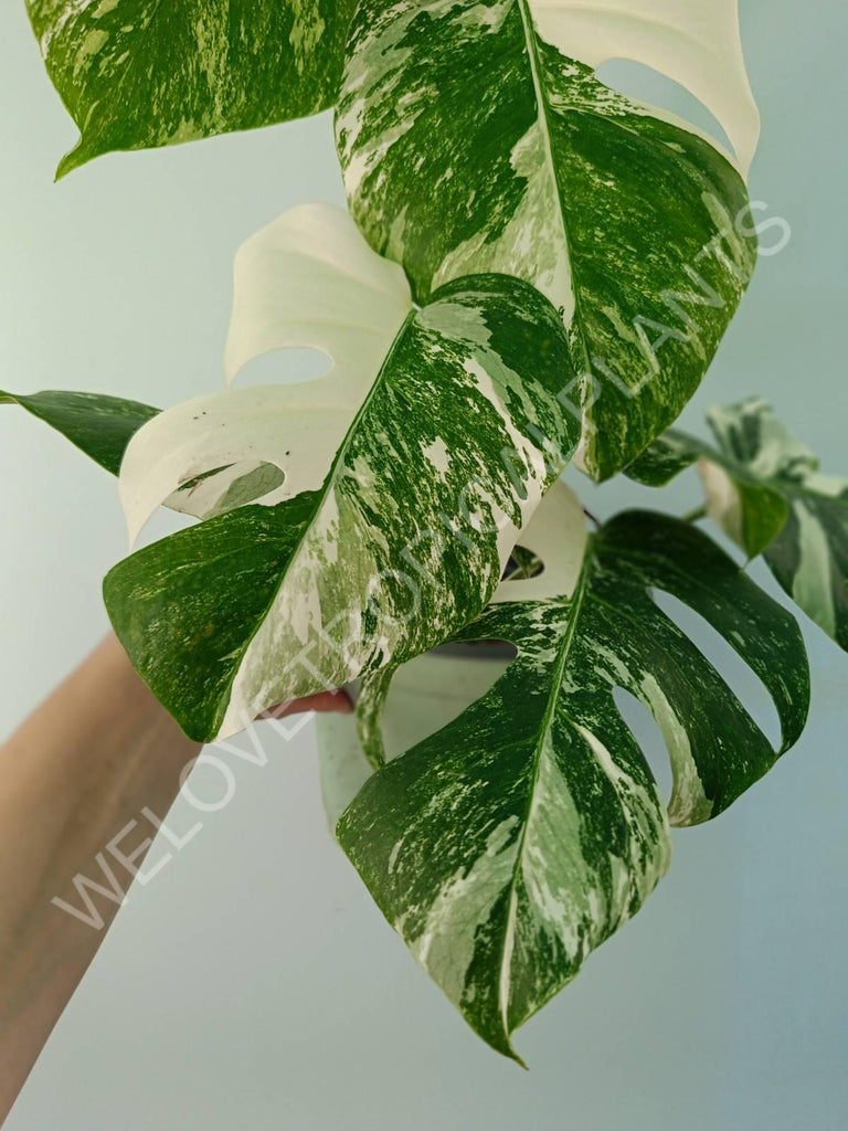 Monstera variegata albo