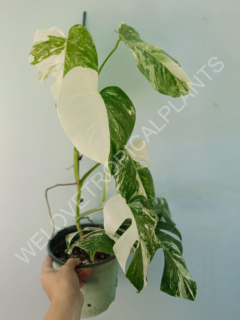 Monstera variegata albo