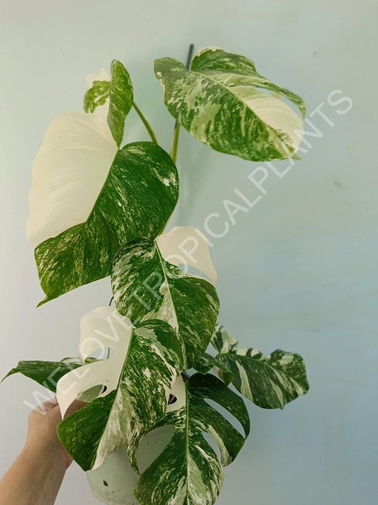 Monstera variegata albo