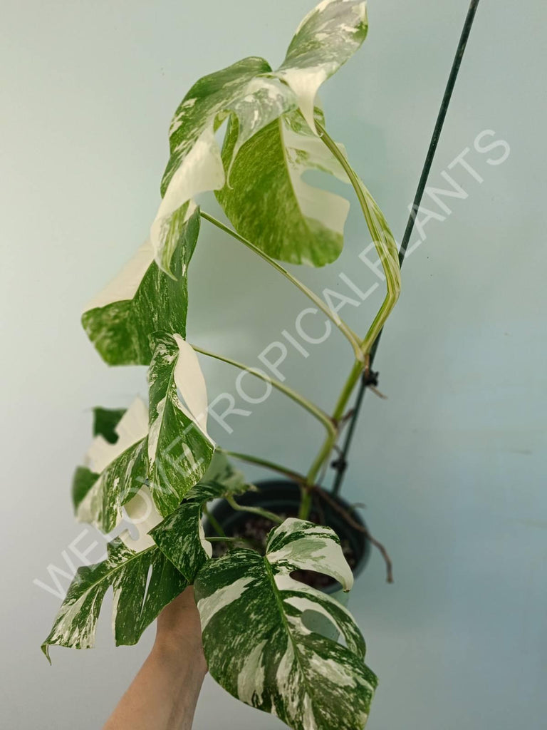 Monstera variegata albo