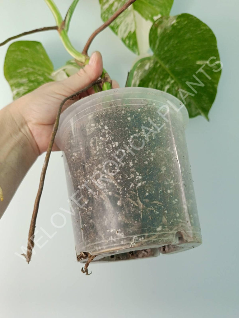 Monstera variegata albo