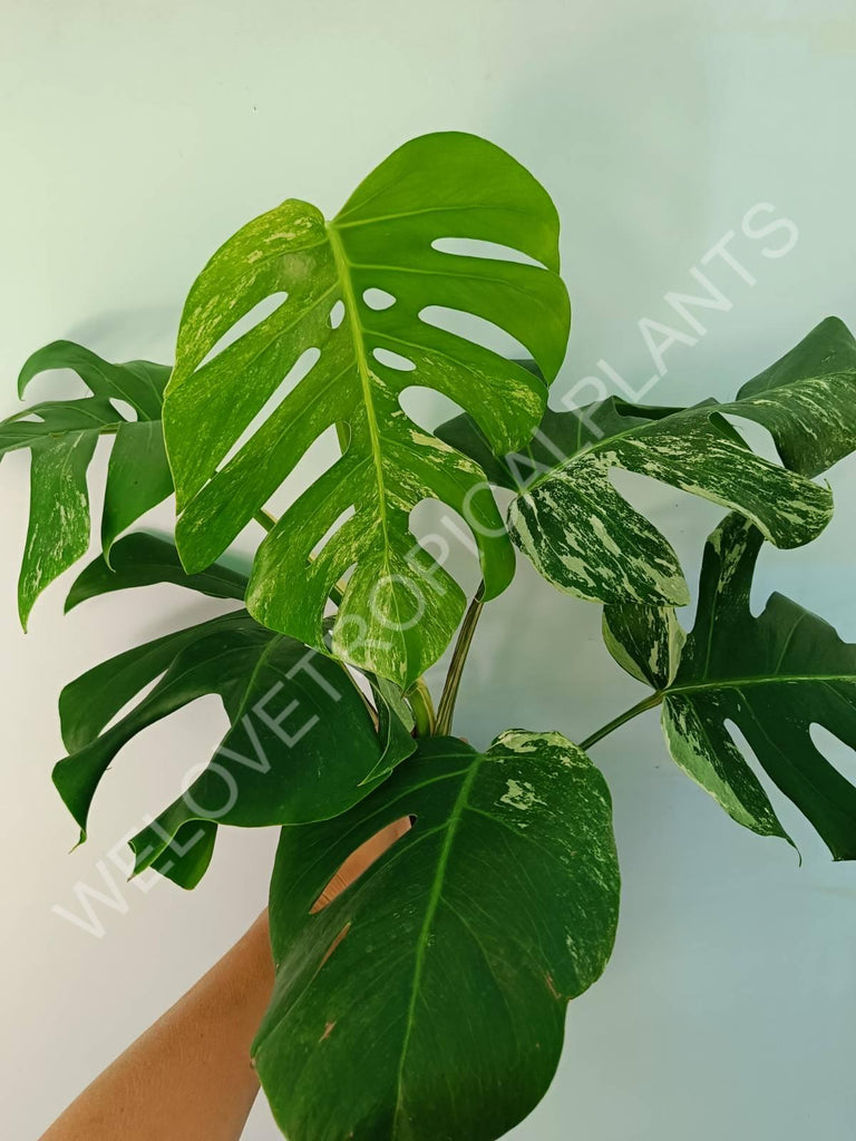 Monstera variegata albo