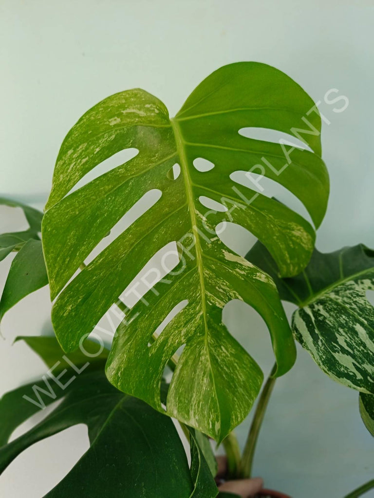 Monstera variegata albo