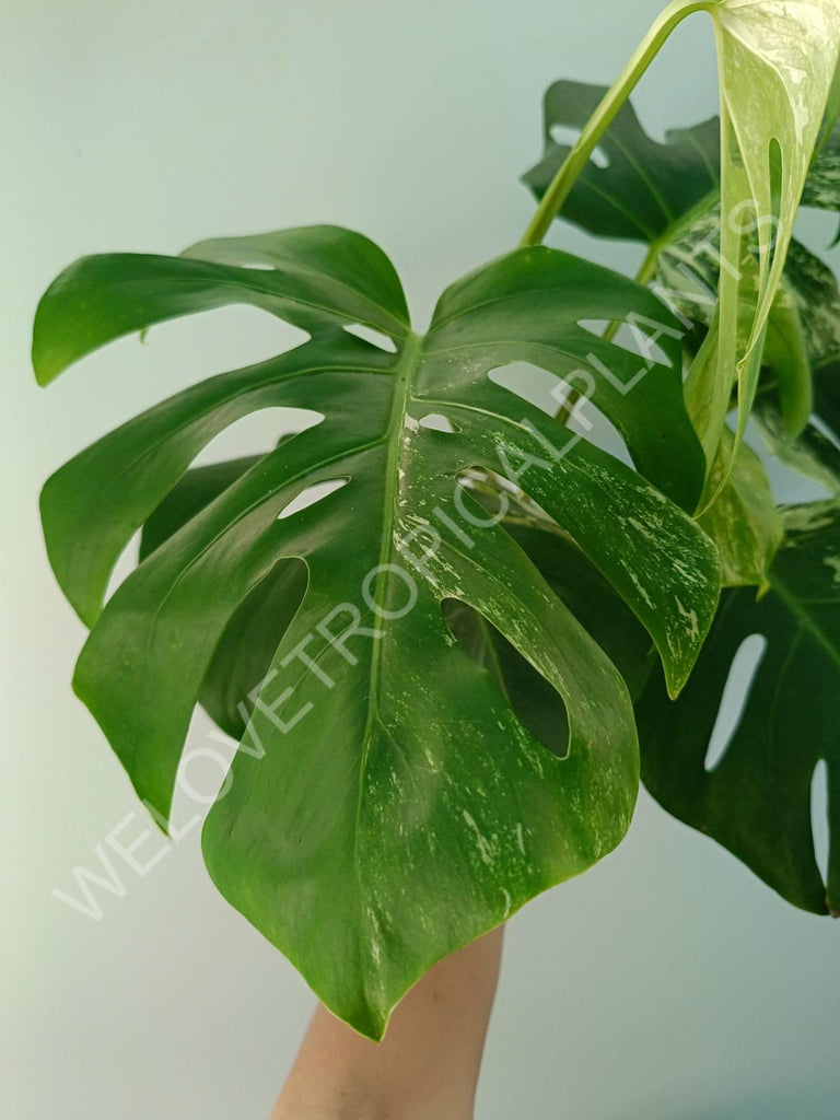 Monstera variegata albo