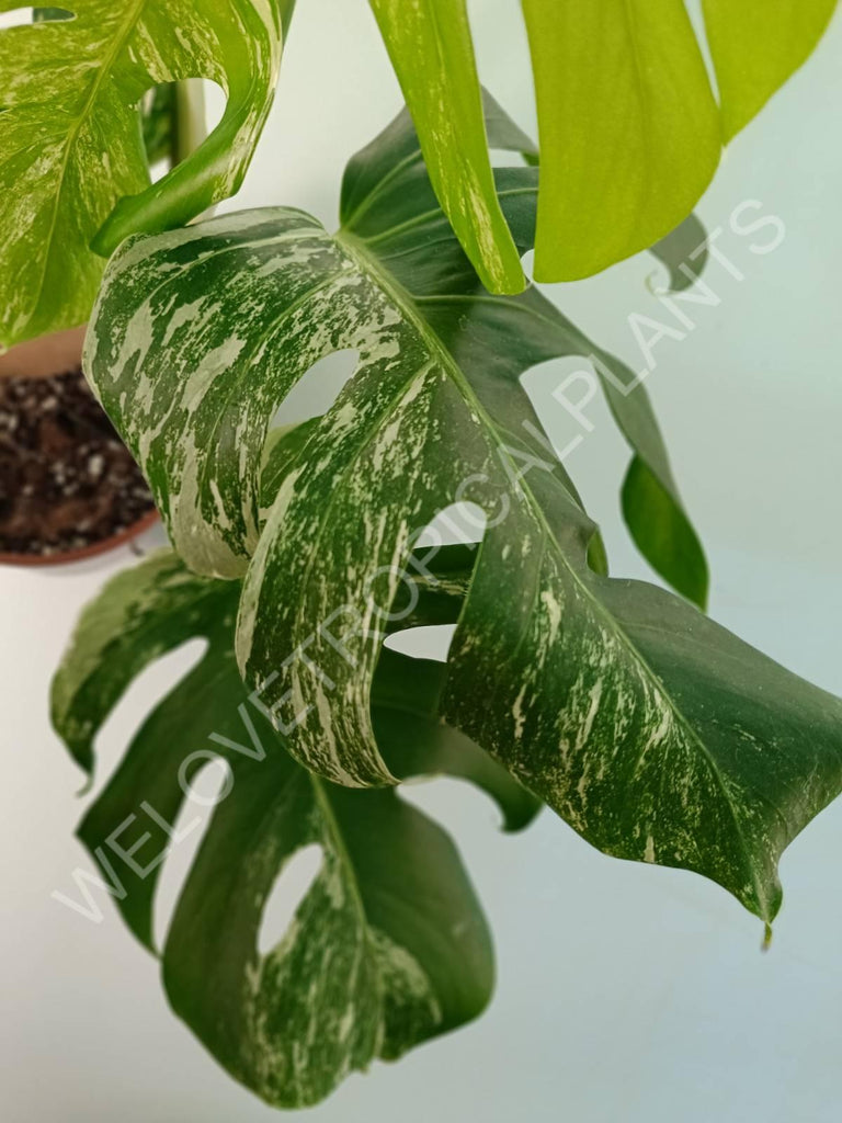 Monstera variegata albo