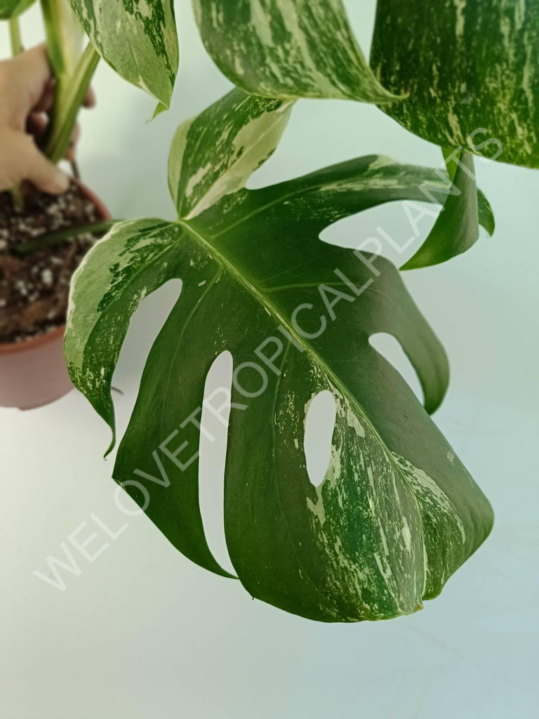 Monstera variegata albo