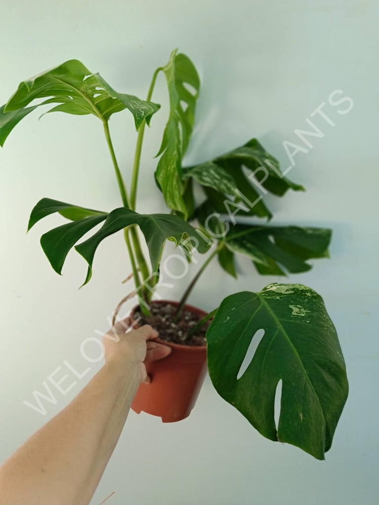 Monstera variegata albo