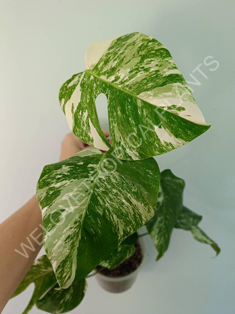 Monstera variegata albo