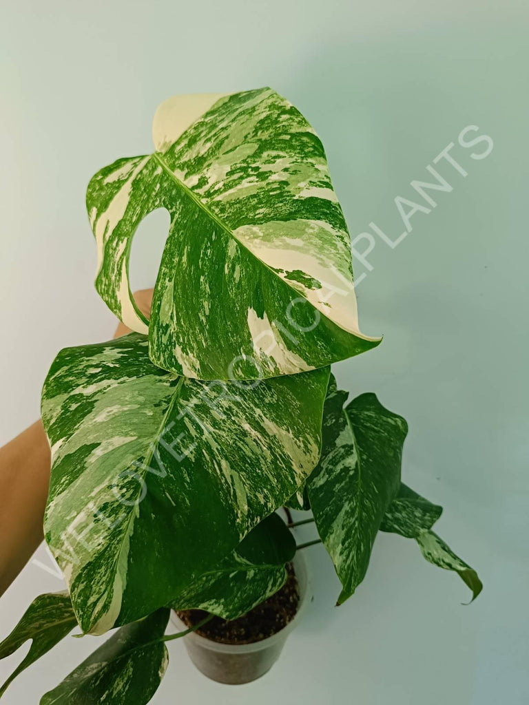 Monstera variegata albo