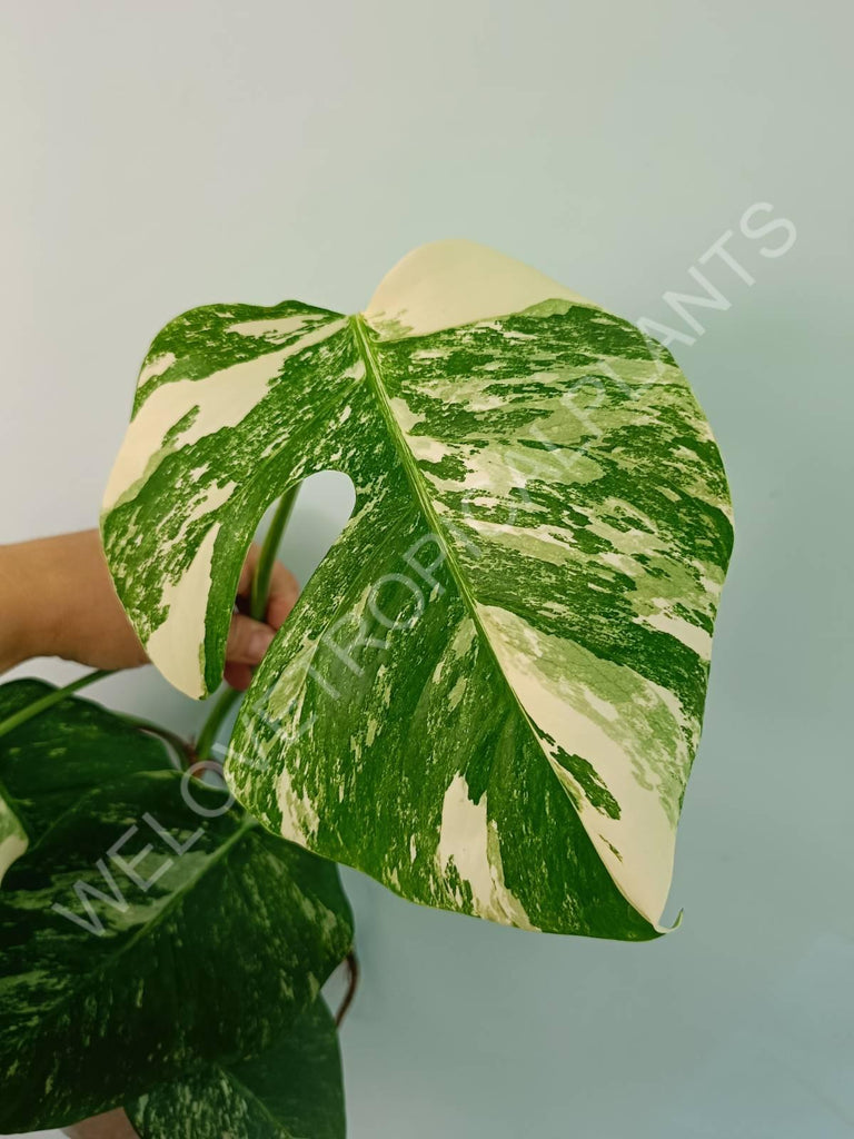 Monstera variegata albo