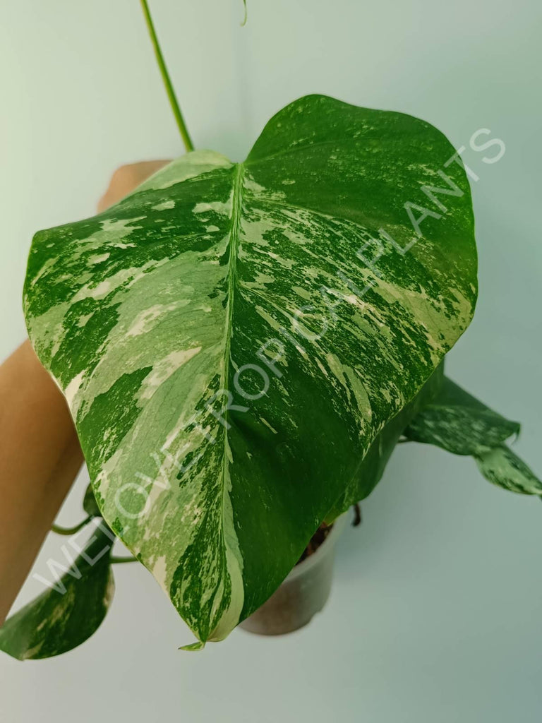 Monstera variegata albo