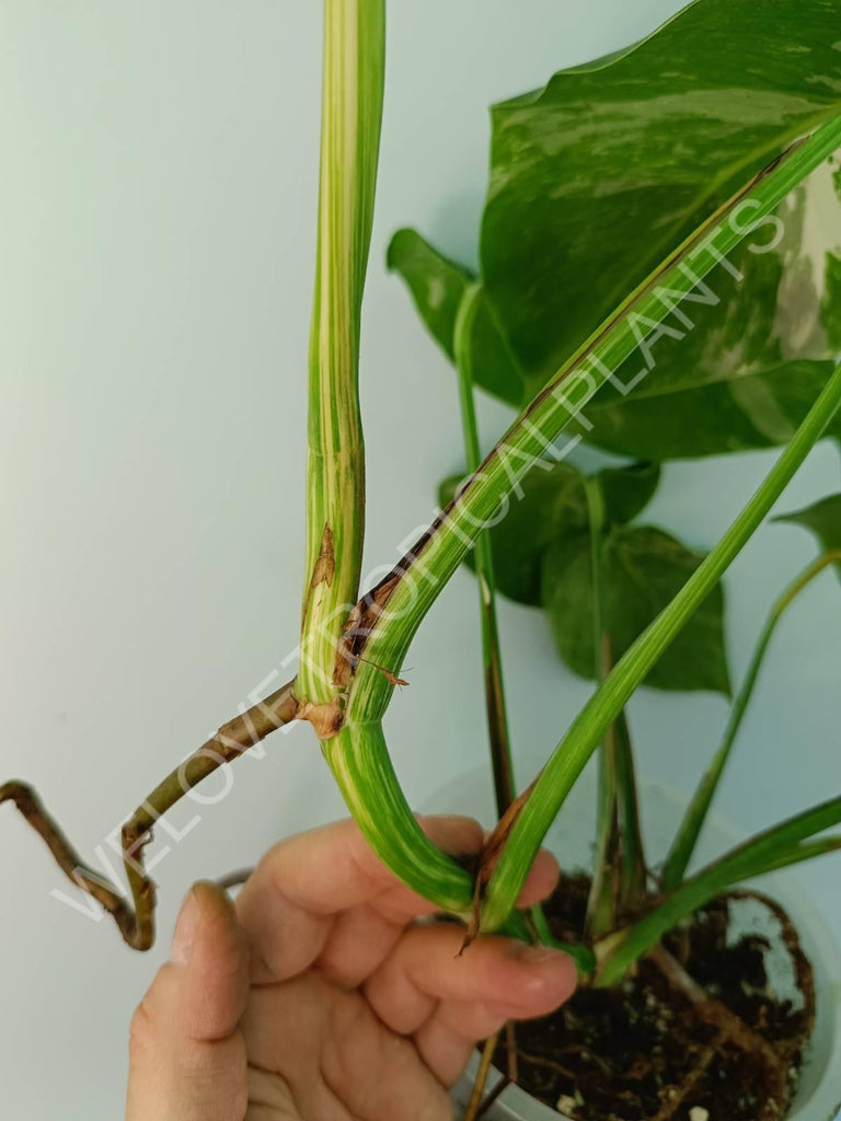 Monstera variegata albo