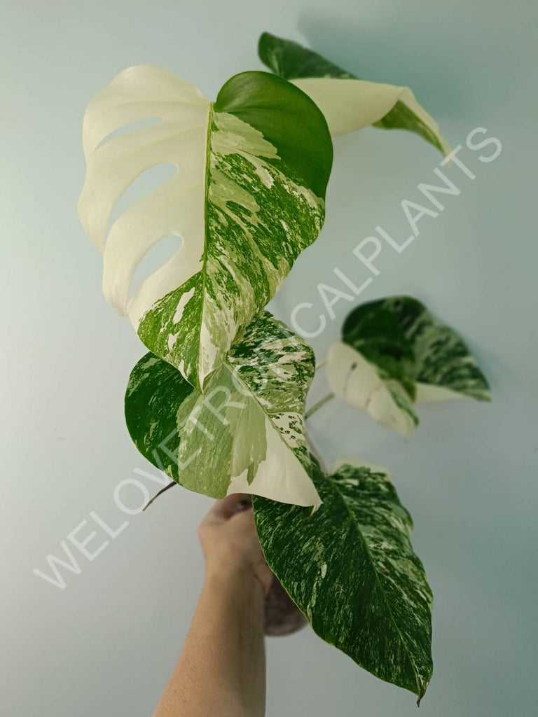 Monstera variegata albo