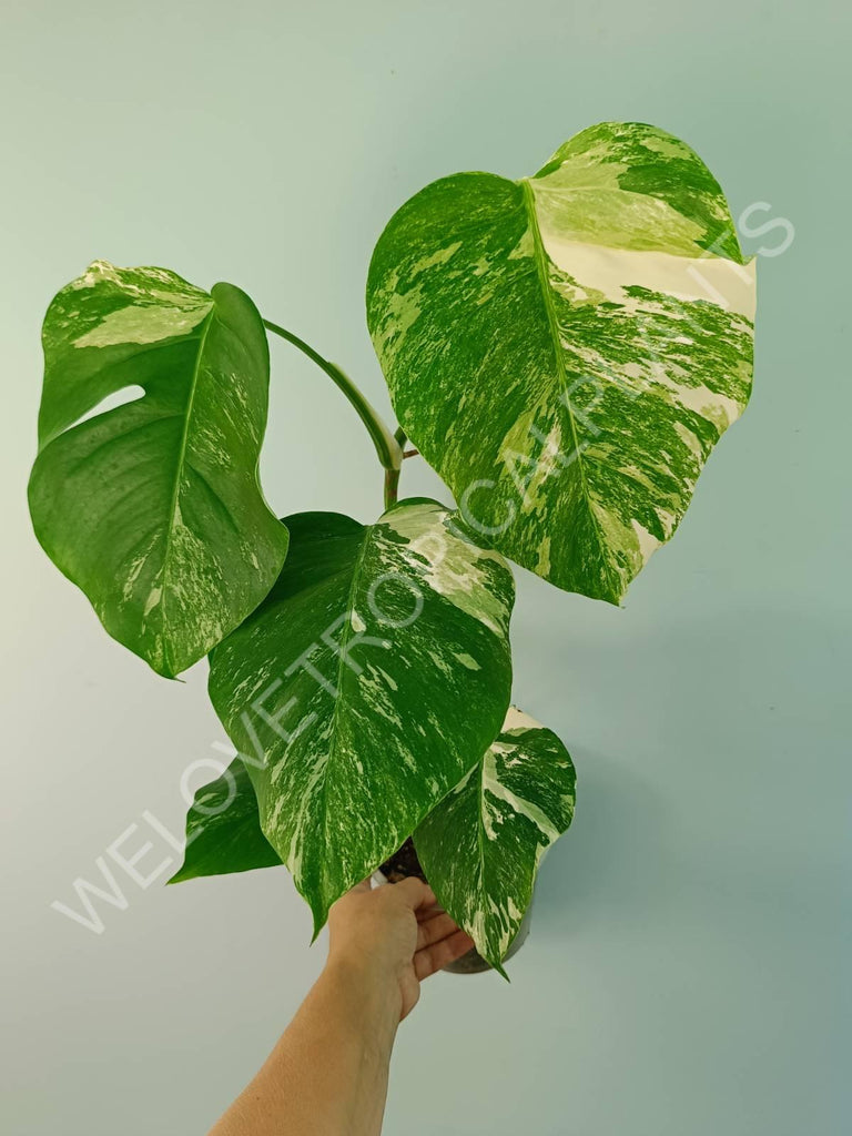 Monstera variegata albo