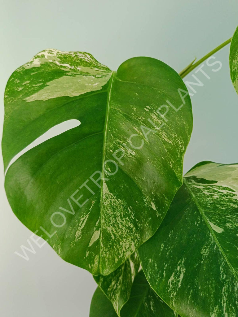 Monstera variegata albo