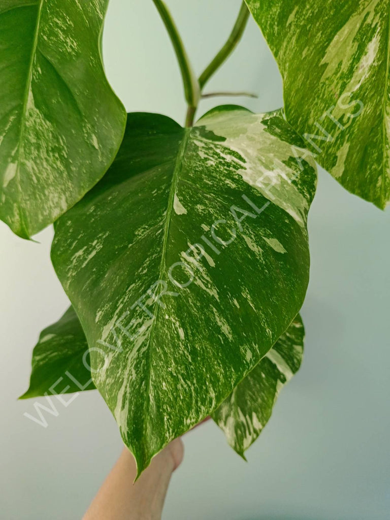 Monstera variegata albo