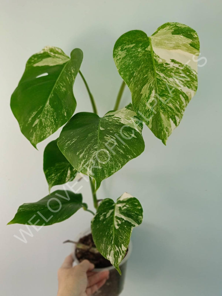 Monstera variegata albo