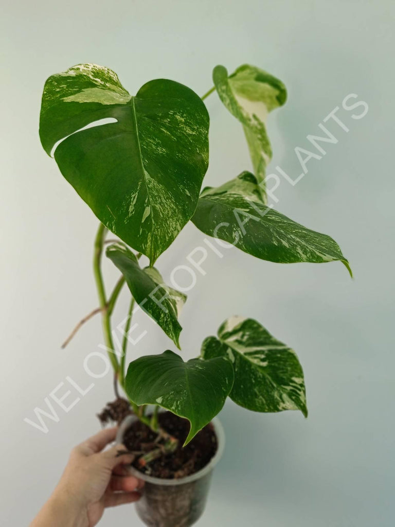 Monstera variegata albo