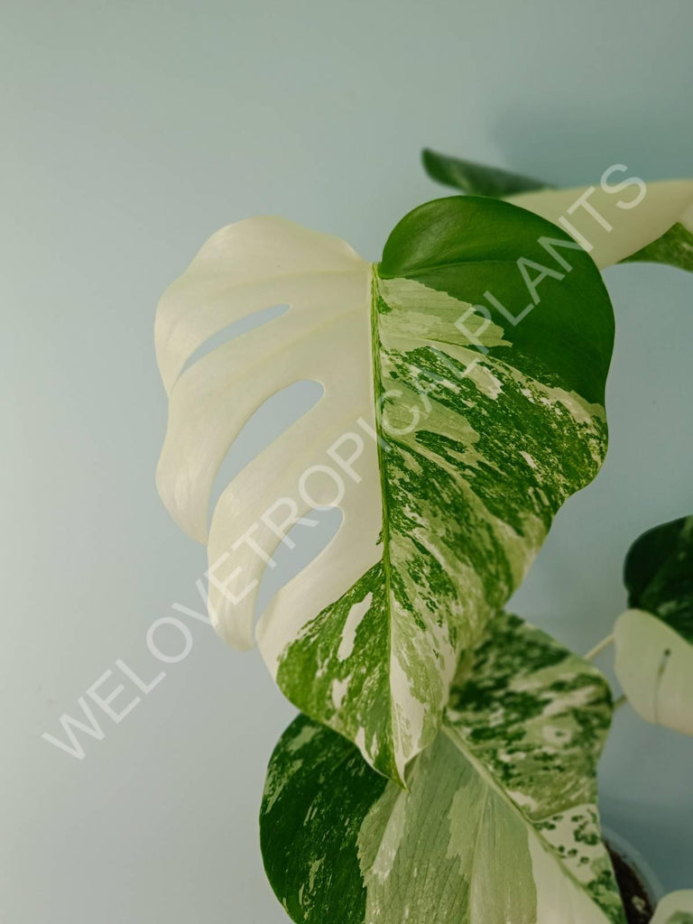 Monstera variegata albo