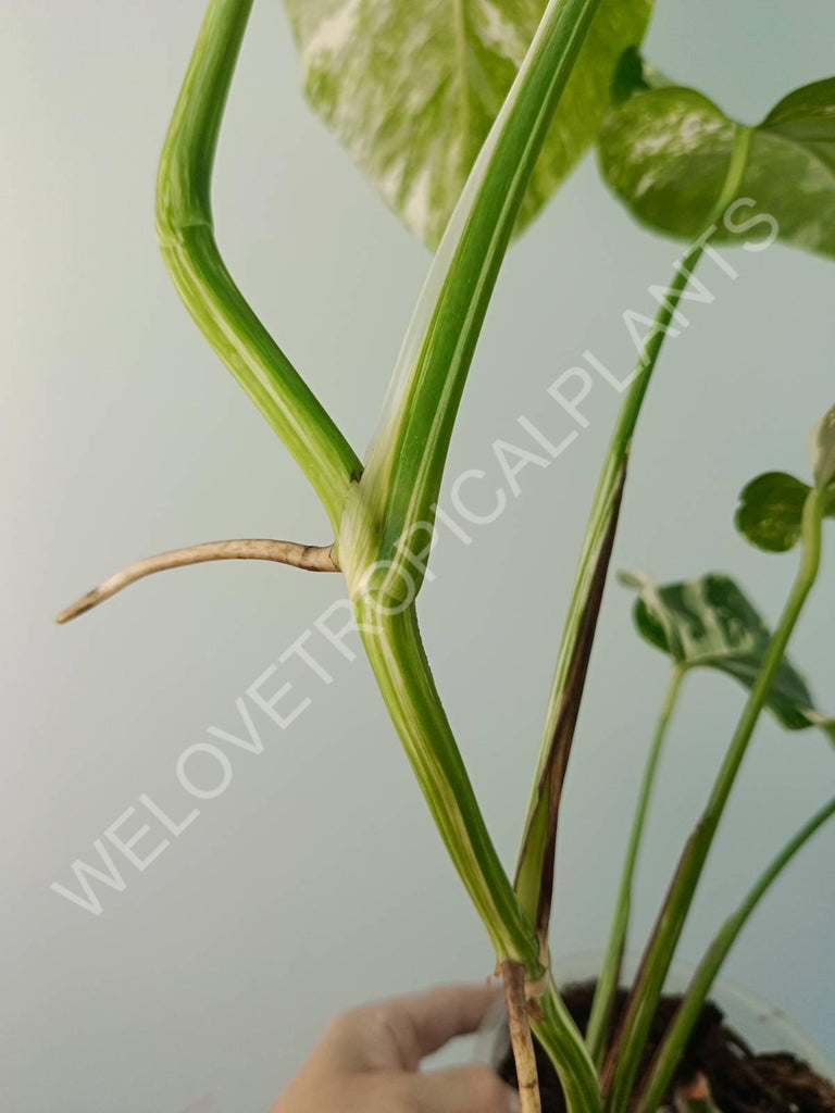 Monstera variegata albo