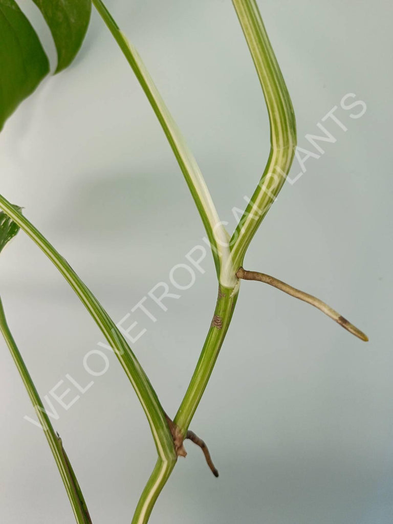 Monstera variegata albo