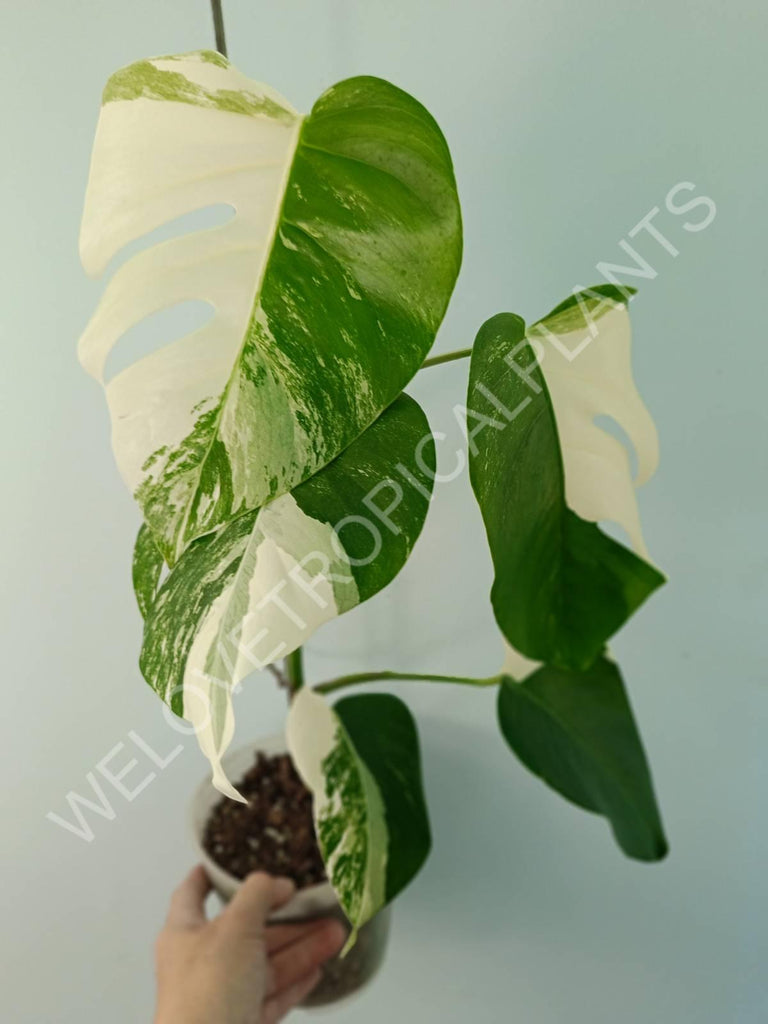 Monstera variegata albo