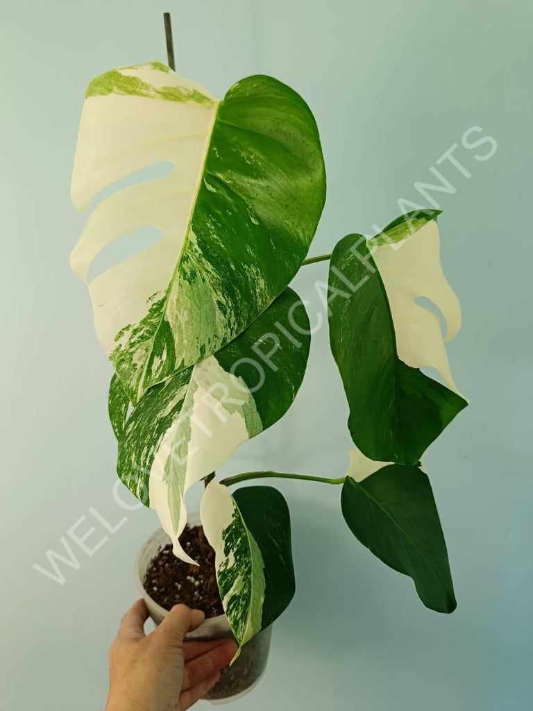 Monstera variegata albo