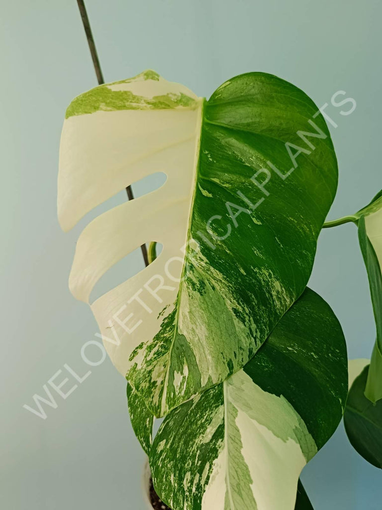 Monstera variegata albo