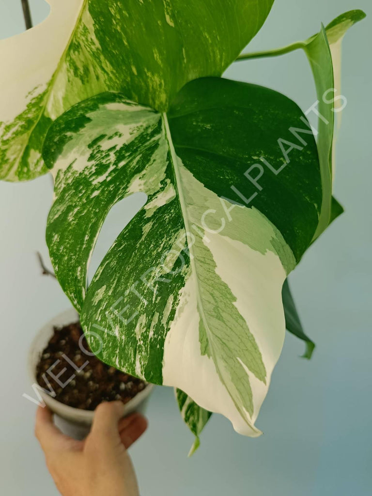 Monstera variegata albo