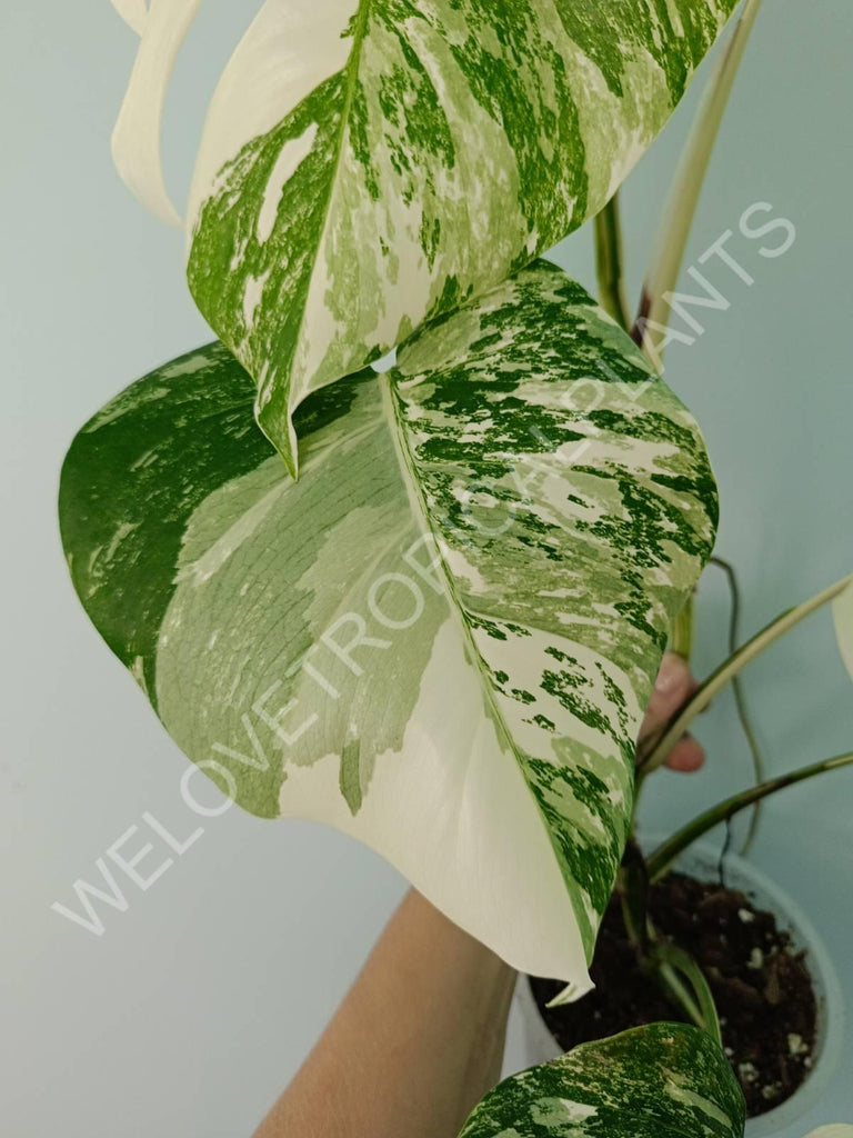 Monstera variegata albo