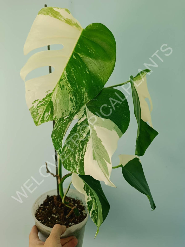 Monstera variegata albo