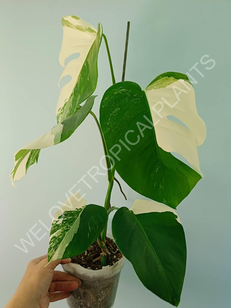 Monstera variegata albo