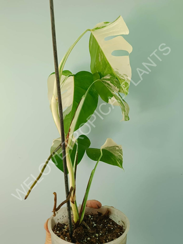 Monstera variegata albo