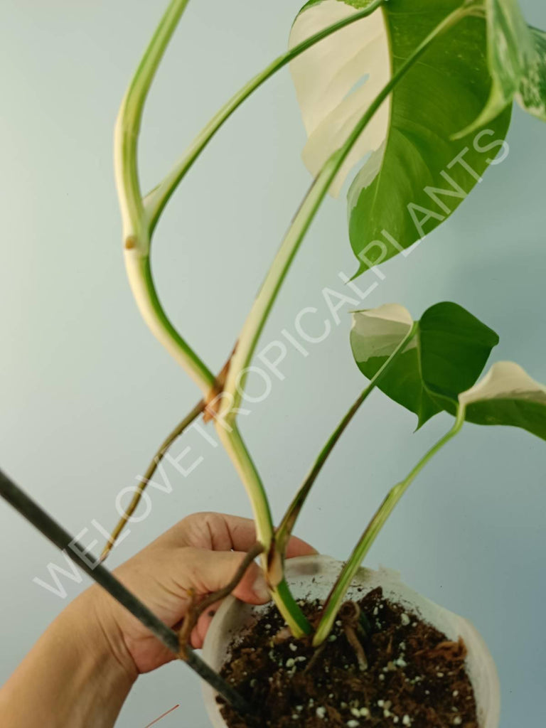 Monstera variegata albo