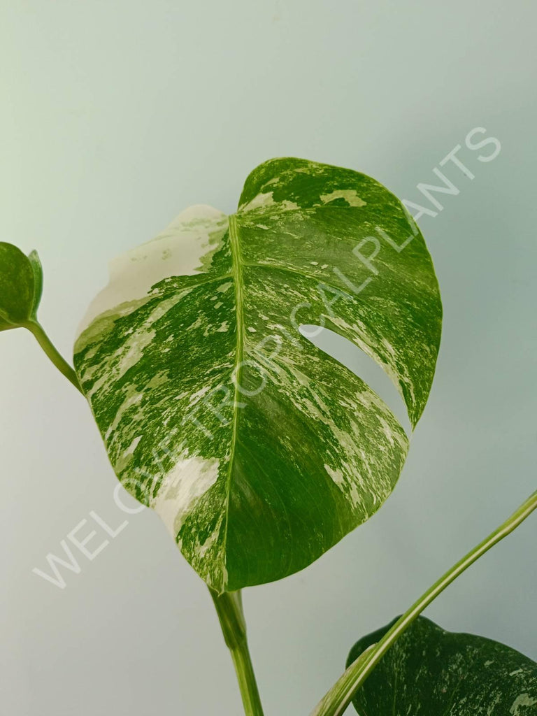 Monstera variegata albo