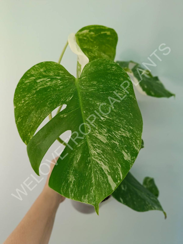 Monstera variegata albo