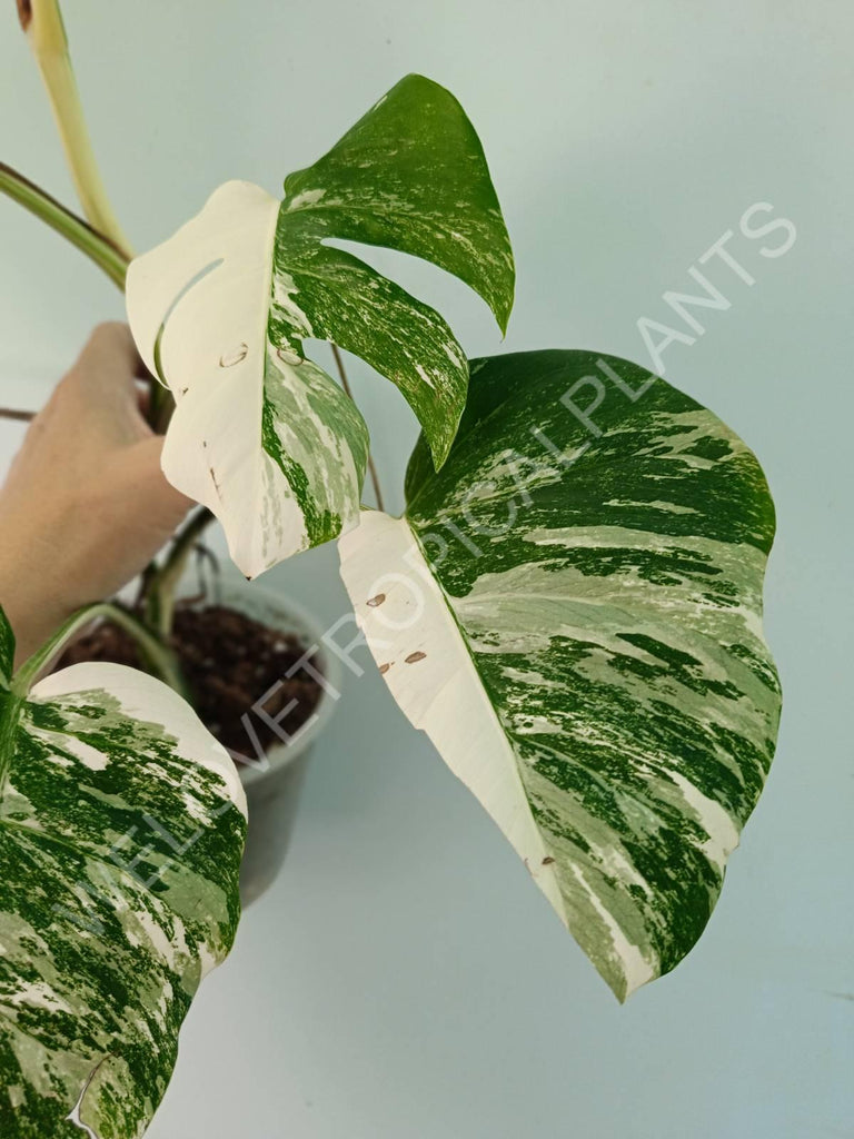 Monstera variegata albo