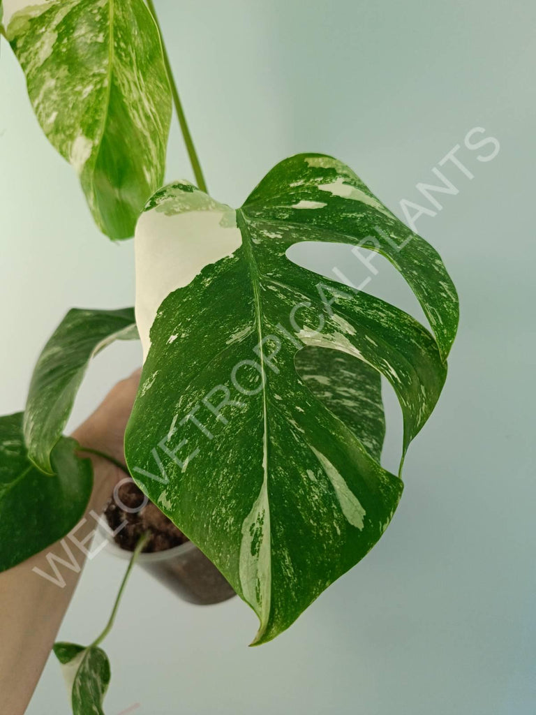 Monstera variegata albo