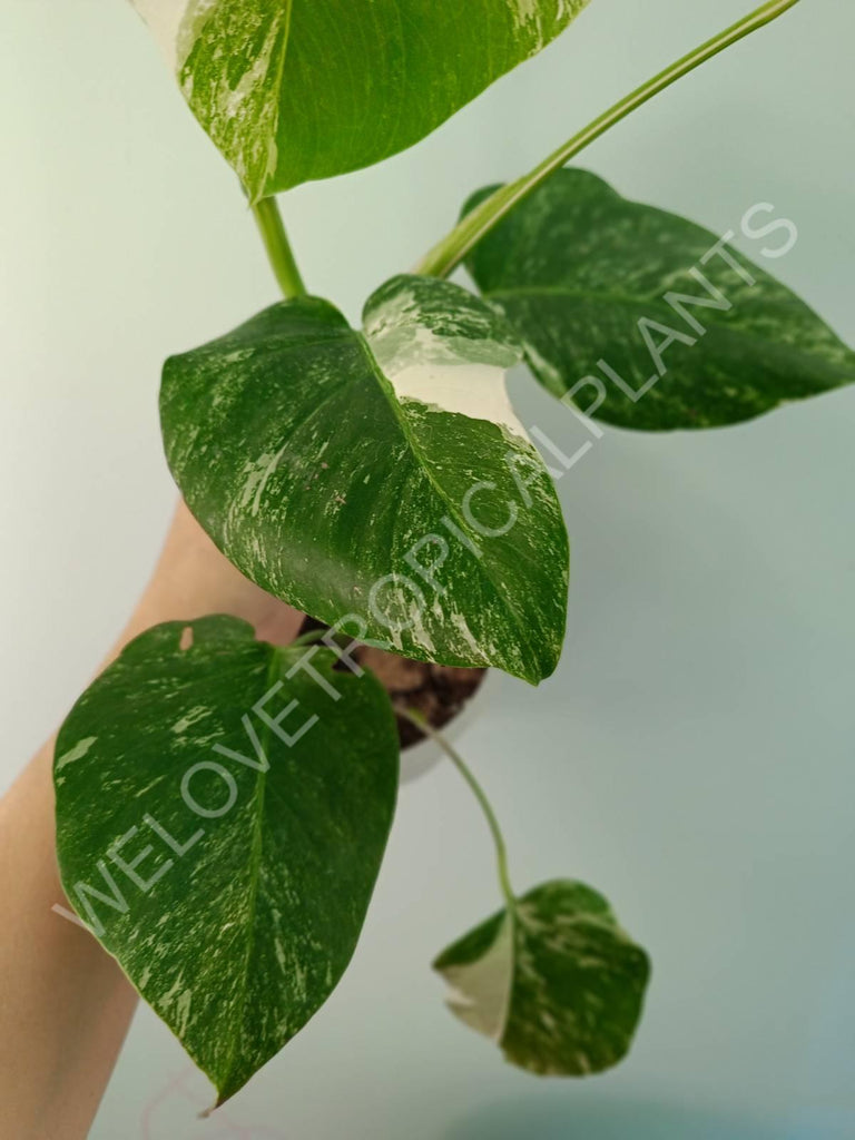 Monstera variegata albo