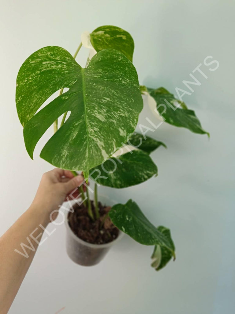 Monstera variegata albo