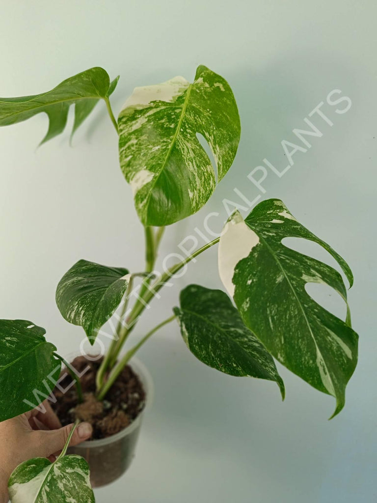 Monstera variegata albo