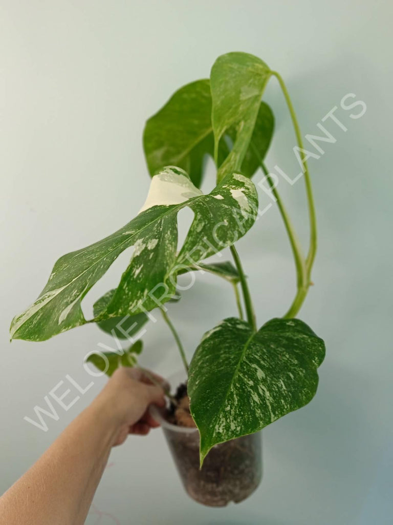 Monstera variegata albo