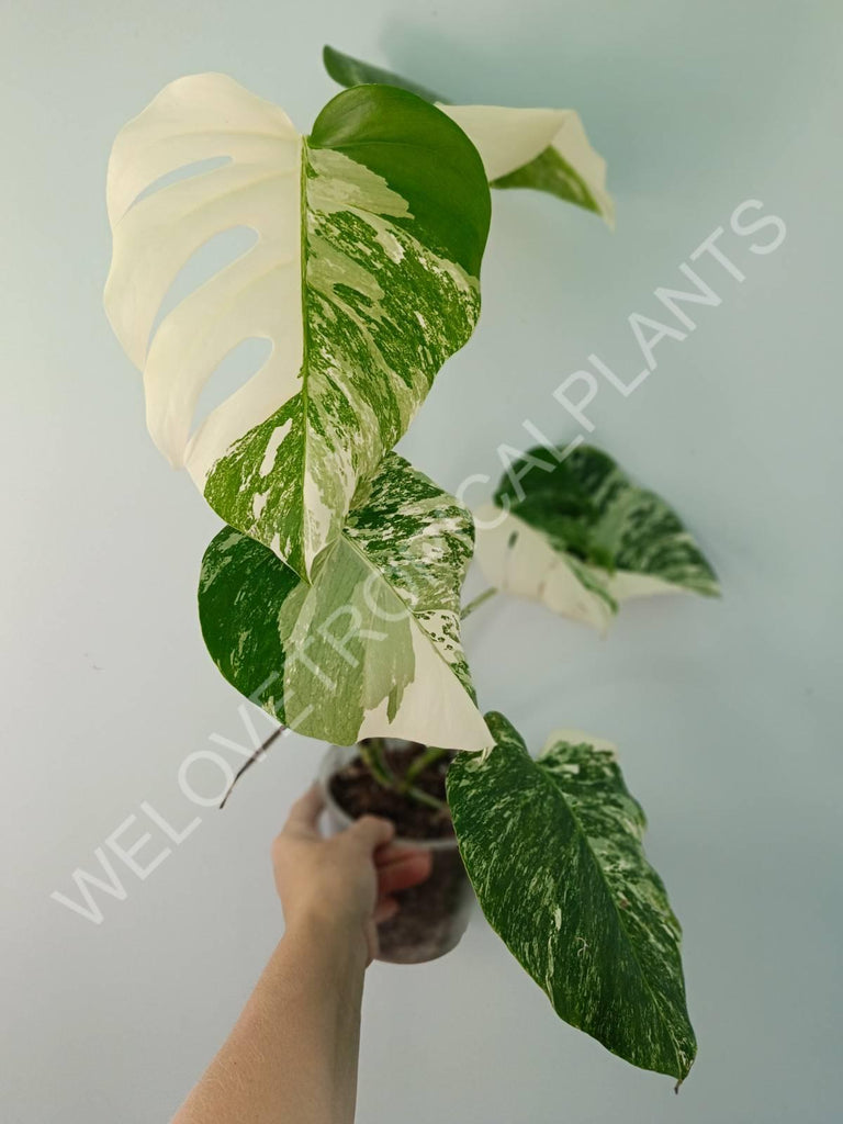 Monstera variegata albo