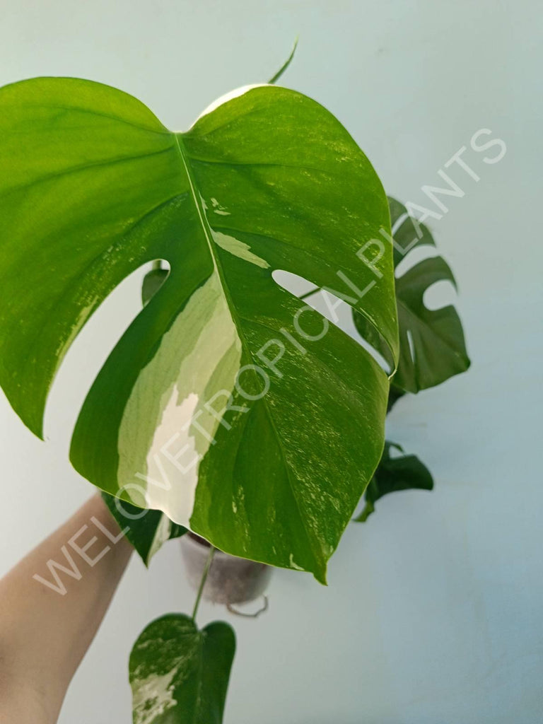 Monstera variegata albo