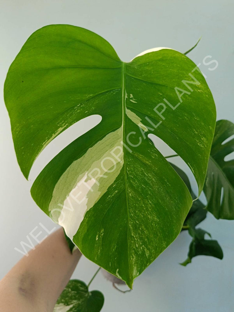 Monstera variegata albo