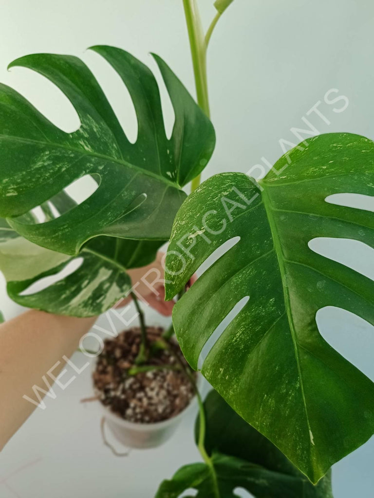 Monstera variegata albo