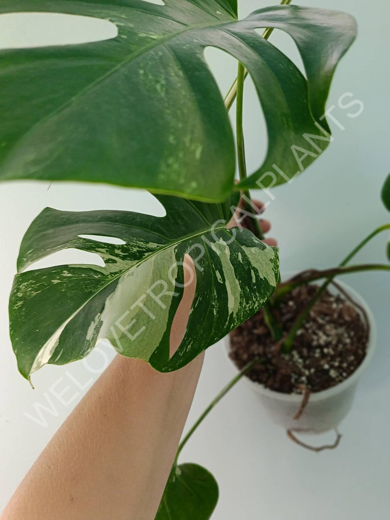 Monstera variegata albo